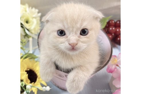 成約済の山口県のスコティッシュフォールド(折れ耳)-113967の2枚目