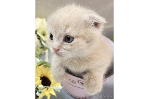 成約済の山口県のスコティッシュフォールド(折れ耳)-113967の3枚目