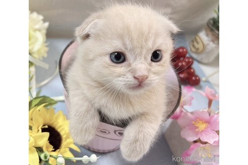 成約済の山口県のスコティッシュフォールド(折れ耳)-113967の4枚目