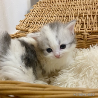 販売中の福岡県のスコティッシュフォールド-113089の20枚目