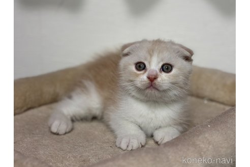 成約済の神奈川県のスコティッシュフォールド(折れ耳)-112706の5枚目