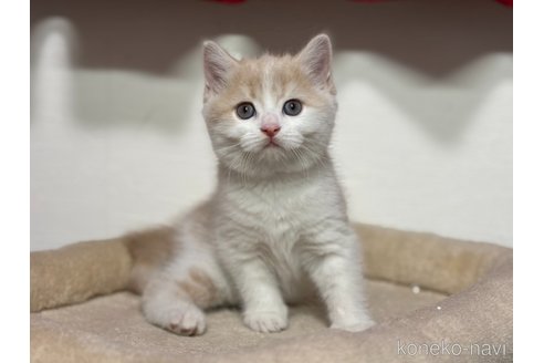 成約済の神奈川県のスコティッシュフォールド-112707の4枚目