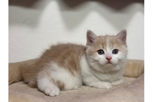 成約済の神奈川県のスコティッシュフォールド-112707の3枚目