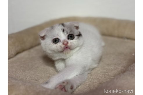 成約済の神奈川県のスコティッシュフォールド(折れ耳)-113329の3枚目