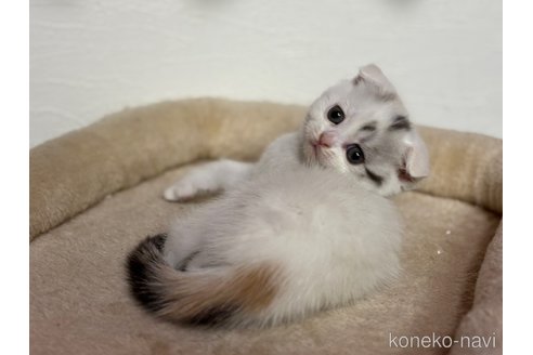 成約済の神奈川県のスコティッシュフォールド(折れ耳)-113329の2枚目