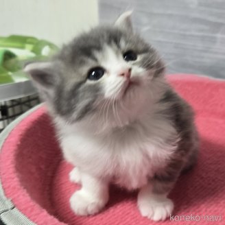 成約済の福岡県のマンチカン-112079の4枚目
