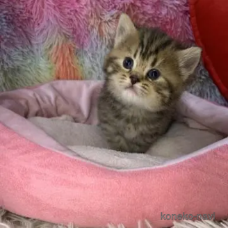 成約済の大阪府のスコティッシュフォールド-110674の2枚目