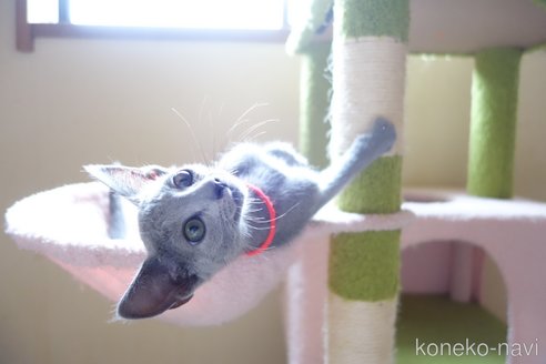 販売中の埼玉県のロシアンブルー-109582