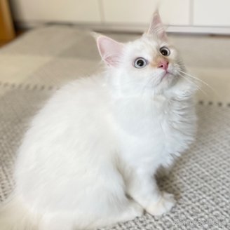 販売中の愛知県のミヌエット-104398の10枚目