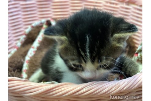 成約済の千葉県のアメリカンカール-113993の3枚目