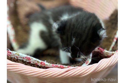 成約済の千葉県のアメリカンカール-113992の3枚目