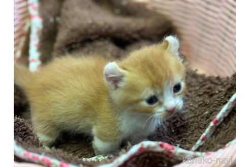 成約済の千葉県のキンカロー-113991の6枚目