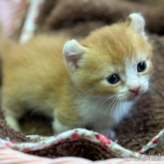販売中の千葉県のキンカロー-113991