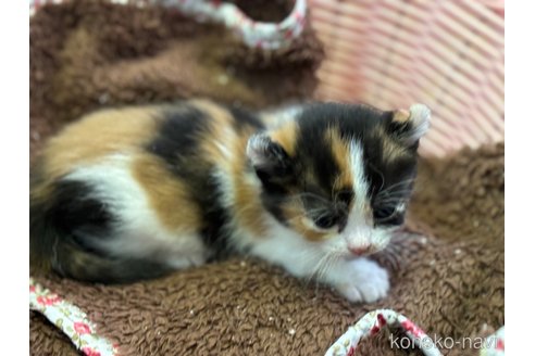 販売中の千葉県のキンカロー-113990の4枚目