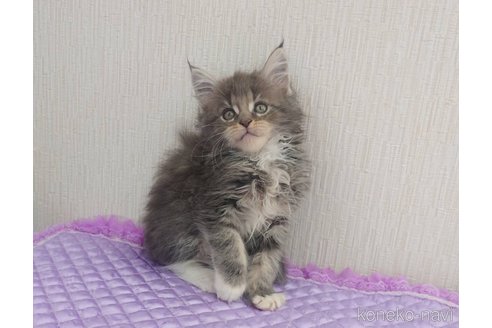 成約済の大阪府のメインクーン-113046の3枚目