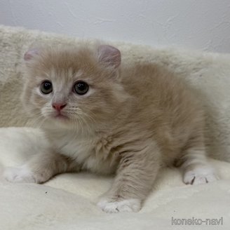 成約済の埼玉県のアメリカンカール-112571の2枚目