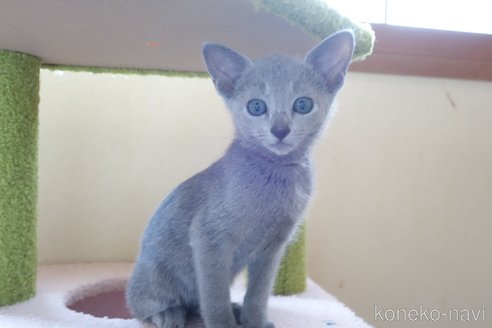 販売中の埼玉県のロシアンブルー-113402の16枚目