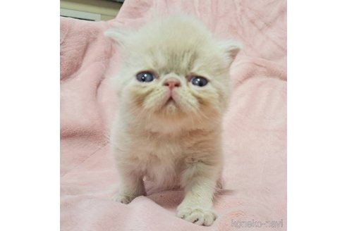 販売中の茨城県のエキゾチックショートヘア-114039