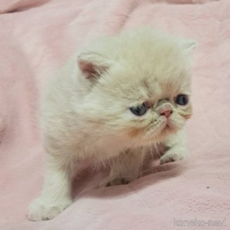 成約済の茨城県のエキゾチックショートヘア-114039の2枚目