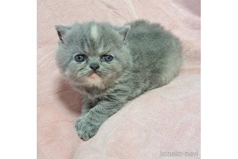 販売中ののエキゾチックショートヘア-114040