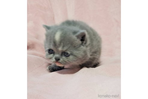 成約済の茨城県のエキゾチックショートヘア-114040の4枚目