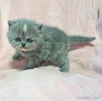 成約済の茨城県のエキゾチックショートヘア-114040の3枚目