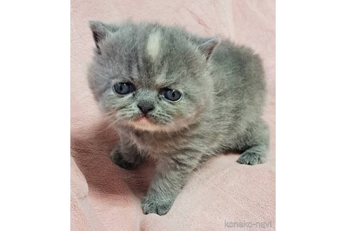 成約済の茨城県のエキゾチックショートヘア-114040の2枚目