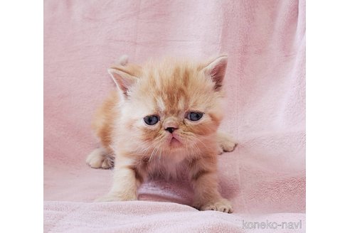 成約済の茨城県のエキゾチックショートヘア-114041の5枚目