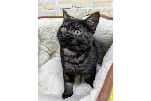 成約済の千葉県のスコティッシュフォールド-110194の2枚目
