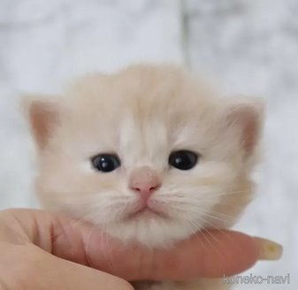 販売中ののスコティッシュフォールド-114044