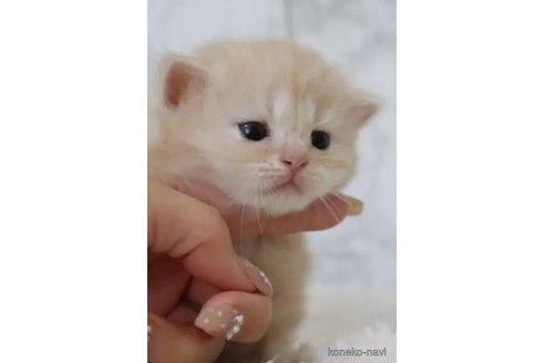 販売中の埼玉県のスコティッシュフォールド-114044の2枚目