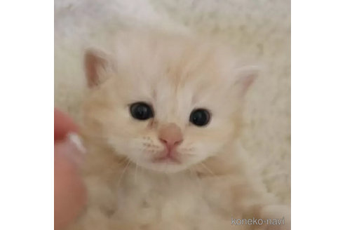 販売中の埼玉県のスコティッシュフォールド-114044の4枚目