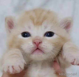 販売中の埼玉県のスコティッシュフォールド-114045