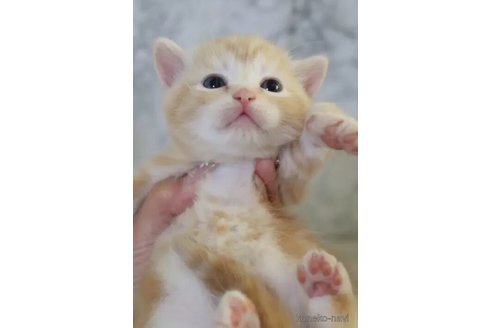 販売中の埼玉県のスコティッシュフォールド-114045の6枚目