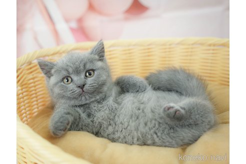 関東でブリティッシュショートヘアの子猫を探す｜子猫ブリーダーナビ