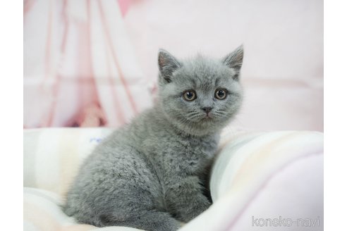成約済の千葉県のブリティッシュショートヘア-114047の5枚目