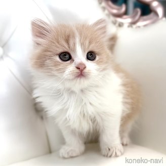 販売中の鹿児島県のスコティッシュフォールド-114048の11枚目