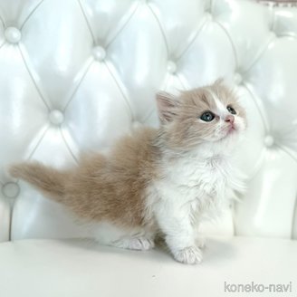 販売中の鹿児島県のスコティッシュフォールド-114048の2枚目