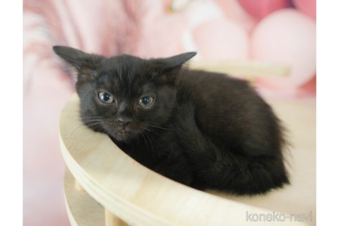 販売中の千葉県のマンチカン-114051の5枚目