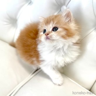 販売中の鹿児島県のスコティッシュフォールド-114055の4枚目