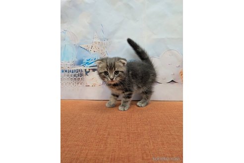 成約済の大阪府のスコティッシュフォールド(折れ耳)-114062の2枚目