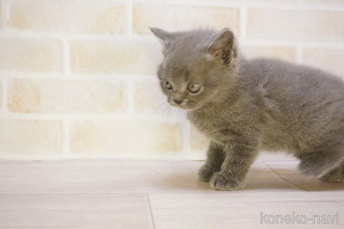 販売中の神奈川県のブリティッシュショートヘア-114063の11枚目
