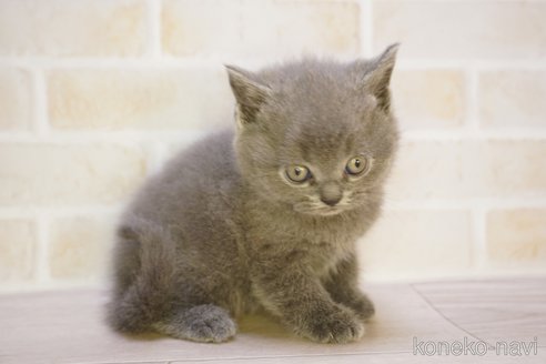 販売中の神奈川県のブリティッシュショートヘア-114063の8枚目