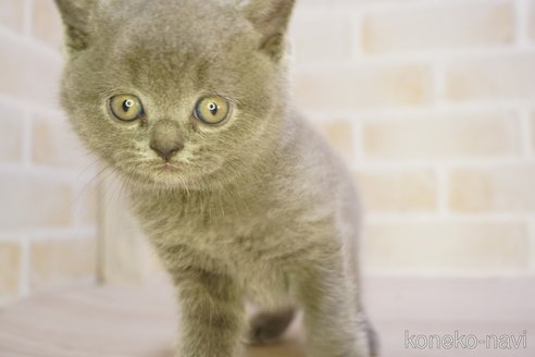 販売中の神奈川県のブリティッシュショートヘア-114063の5枚目