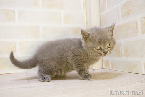 販売中の神奈川県のブリティッシュショートヘア-114063の6枚目
