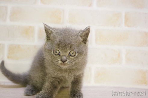 販売中の神奈川県のブリティッシュショートヘア-114063の13枚目