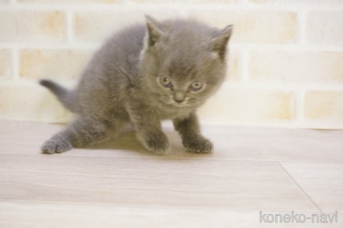 販売中の神奈川県のブリティッシュショートヘア-114063の2枚目