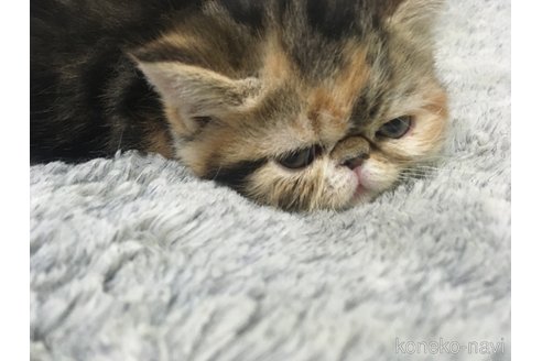 販売中の神奈川県のエキゾチックショートヘア-113826の32枚目