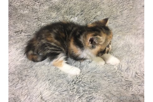 販売中の神奈川県のエキゾチックショートヘア-113826の31枚目
