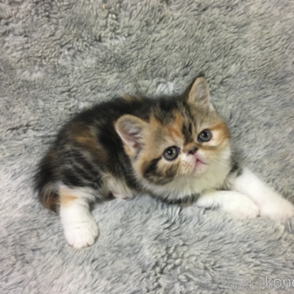 販売中ののエキゾチックショートヘア-113826